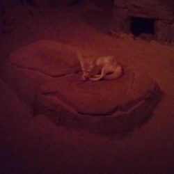  el Zorrito fue mi favorito 