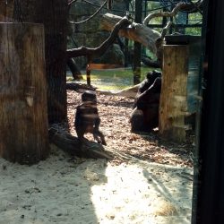 Este changito bebe estaba hermoso